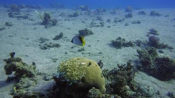 Raccoon Butterflyfishes by the corals underwater