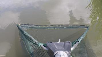 Fish out of the water using landing net. Pov shot. video