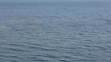 pesca. redes de pesca na superfície do mar. video
