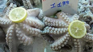 verse octopus op de vismarkt video