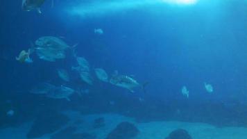 aquário de vida marinha video