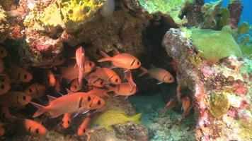 Escuela de peces ardilla nadando en arrecifes en Granada 2015
