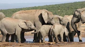 elefanti africani alla pozza d'acqua