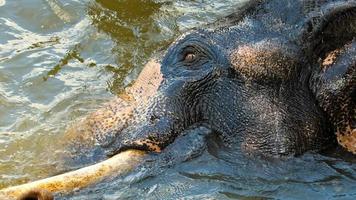 elephant resting in the river