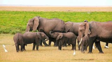 Elephants in Amboseli Park, Kenya video