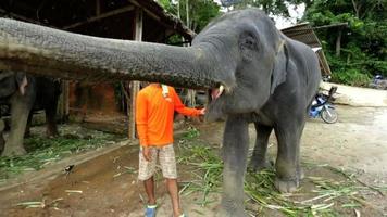 elefant som äter i lekfull stund, phuket, thailand video