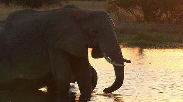 Elefanten in der Silhouette trinken am Wasserrand, Okavango-Delta, Botswana video