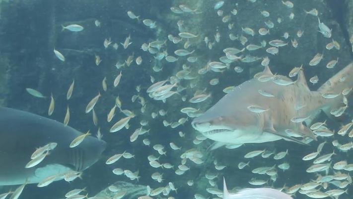 Shark Stock Video Footage for Free Download