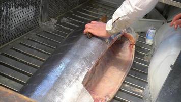 fisksäljare som mäter tonfisk för att fastställa priset