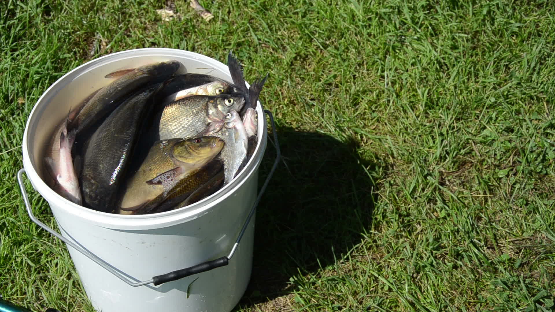 fish catching air 1275185 Stock Video at Vecteezy