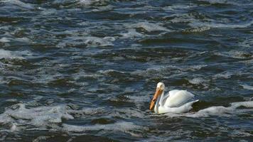 pelicano branco americano pega, come enorme peixe walleye video