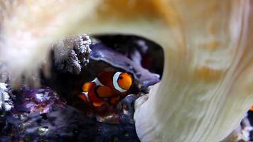 Anemonefish, Clownfisch HD video