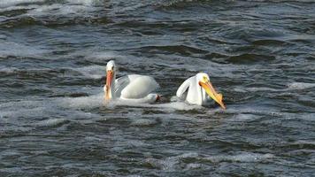 pelicano branco americano pega, come enormes peixes walleye, câmera lenta