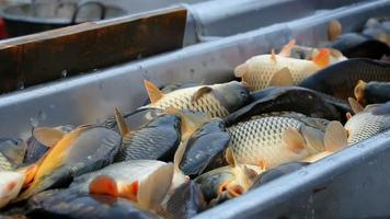 classificazione dei pesci