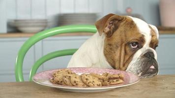 Buldogue britânico de aparência triste tentado por um prato de biscoitos video