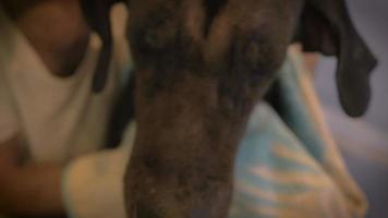 close-up de um homem secando suavemente uma grande cabeça de cachorro preto em câmera lenta video