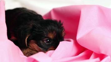 puppy yorkshire terrier in studio close-up