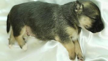 pasgeboren puppy slapen video