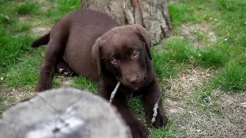 chocolate labrador puppy closeup video
