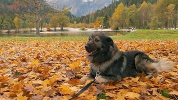 een grote hond die in slow motion onder een herfstboom ligt