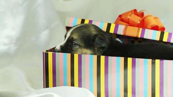 cachorro en caja de regalo
