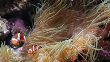 clown anemonefish - nemo video