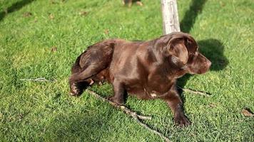 brauner Labrador, der auf dem Gras liegt