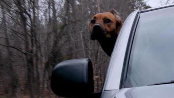 Dog Riding in Car video