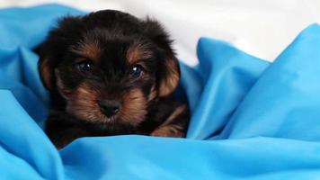 puppy yorkshire terrier in studio close-up