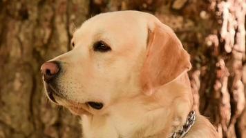 Nahaufnahme Labrador Hundeporträt. video