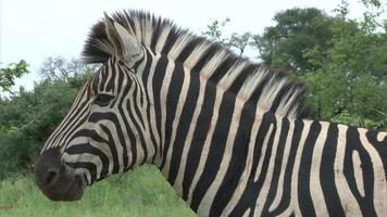 zebra de burchell