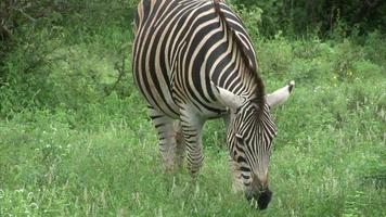 zebra de burchell