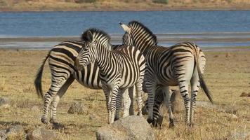 vlaktes zebra's video