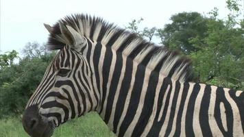 burchell's zebra video