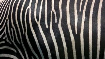 pelle di zebra. video
