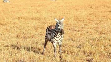 zebra jovem