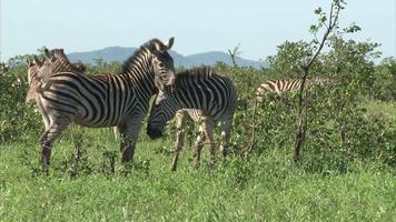 Gruppe von Burchell-Zebras video