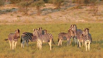 waakzame vlaktes zebra's video