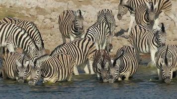 vlaktes zebra's drinken video