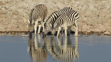Ebenen Zebras trinken