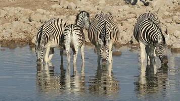 slätter zebror dricker video