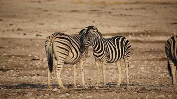 zebras das planícies se preparando video