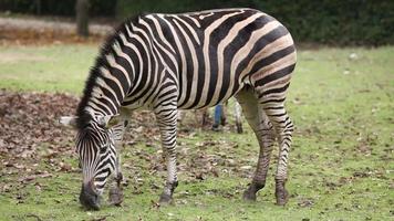 zebras comendo grama video