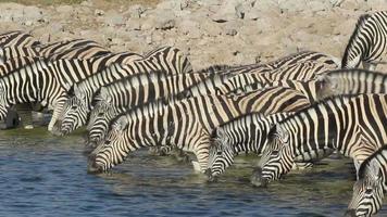 zebras das planícies bebendo