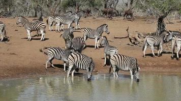Ebenen Zebras trinken