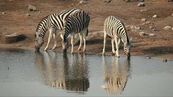 Plains Zebras drinking