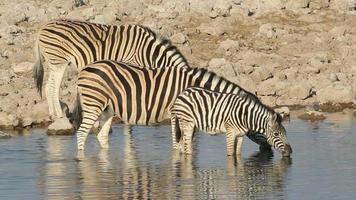 Plains Zebras drinking video