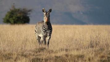 zebra da montanha do cabo