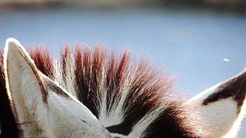 close-up de retrato de zebra video