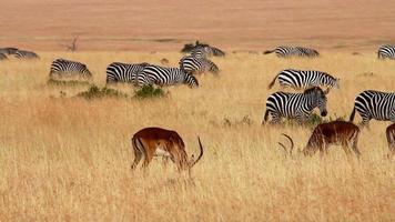 Male Impalas and Zebras